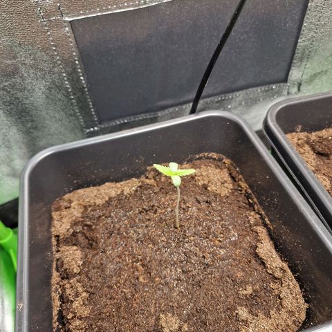Royal Cookies Automatic growlog timeline photo