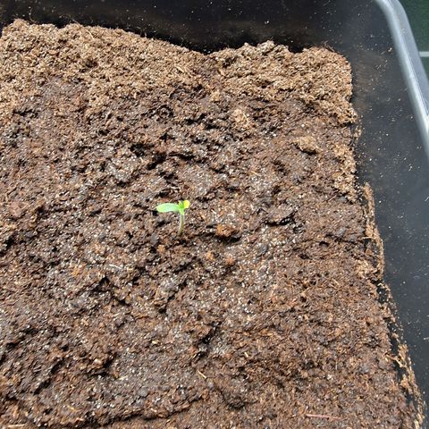 Royal Cookies Automatic growlog timeline photo