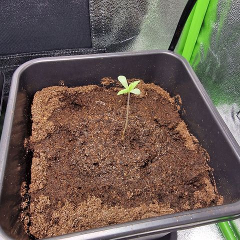 Royal Cookies Automatic growlog timeline photo