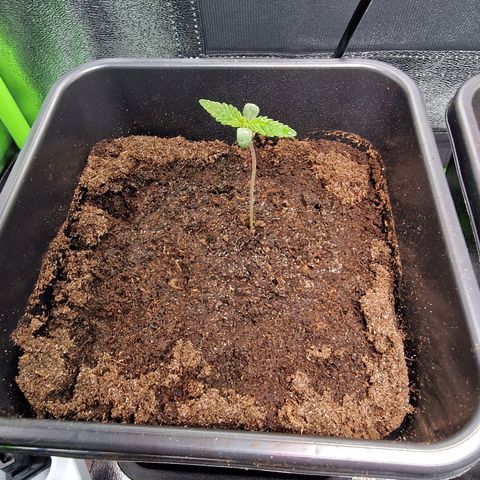 Royal Cookies Automatic growlog timeline photo