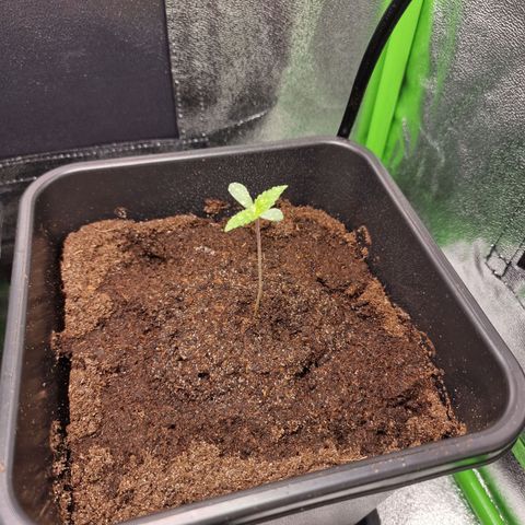 Royal Cookies Automatic growlog timeline photo