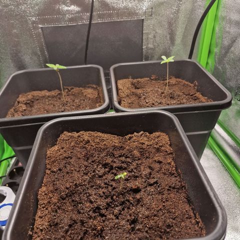 Royal Cookies Automatic growlog timeline photo