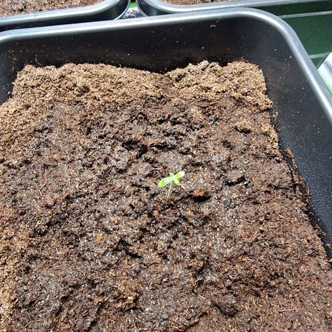 Royal Cookies Automatic growlog timeline photo