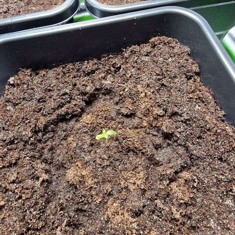 Royal Cookies Automatic growlog timeline photo