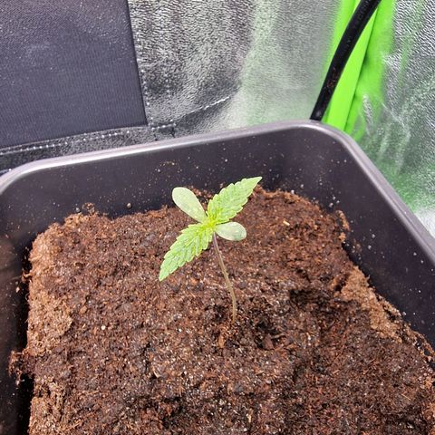 Royal Cookies Automatic growlog timeline photo
