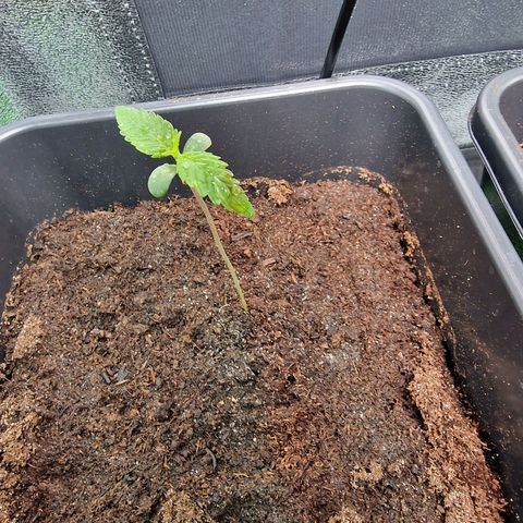 Royal Cookies Automatic growlog timeline photo