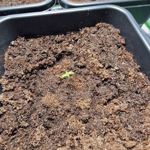 Royal Cookies Automatic growlog timeline photo