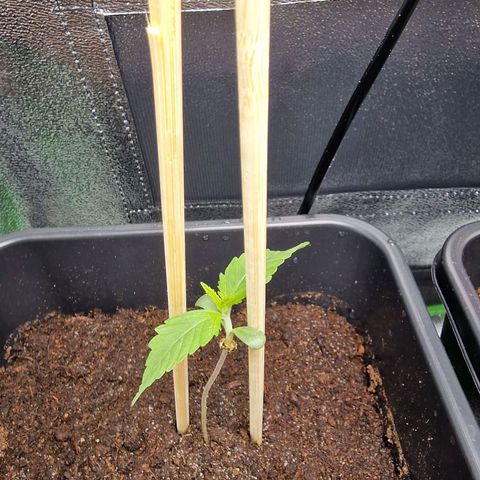 Royal Cookies Automatic growlog timeline photo