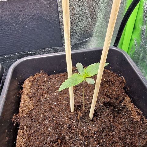 Royal Cookies Automatic growlog timeline photo