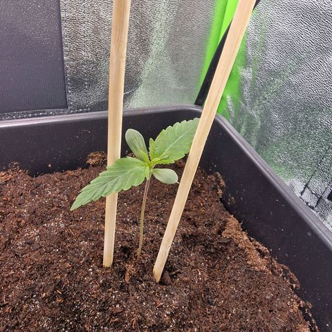 Royal Cookies Automatic growlog timeline photo