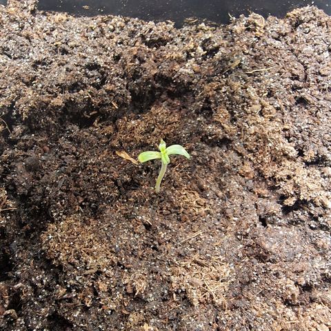 Royal Cookies Automatic growlog timeline photo