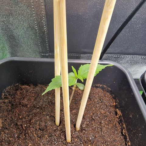 Royal Cookies Automatic growlog timeline photo