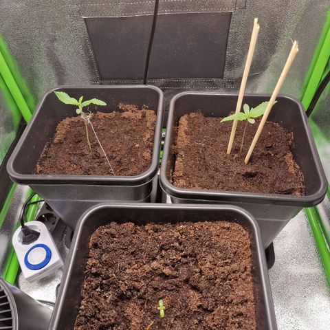 Royal Cookies Automatic growlog timeline photo