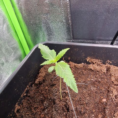 Royal Cookies Automatic growlog timeline photo