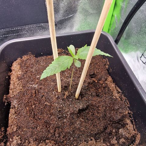 Royal Cookies Automatic growlog timeline photo