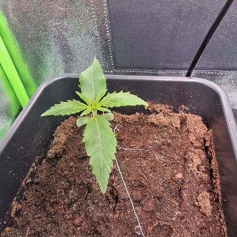 Royal Cookies Automatic growlog timeline photo