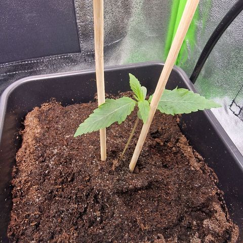 Royal Cookies Automatic growlog timeline photo