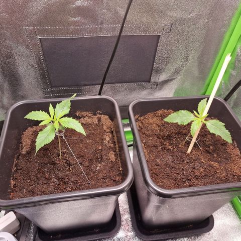 Royal Cookies Automatic growlog timeline photo
