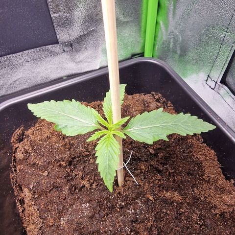 Royal Cookies Automatic growlog timeline photo