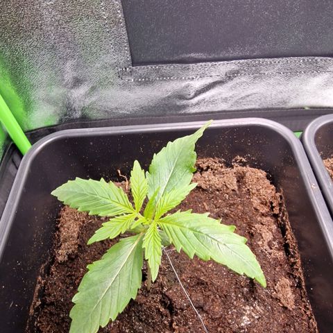 Royal Cookies Automatic growlog timeline photo