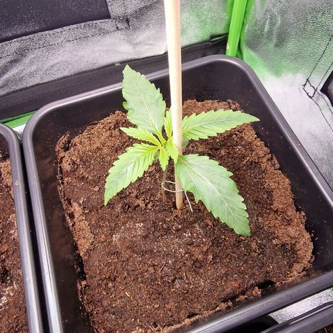 Royal Cookies Automatic growlog timeline photo