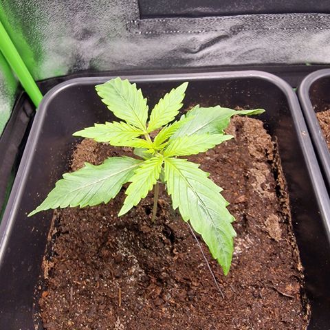 Royal Cookies Automatic growlog timeline photo