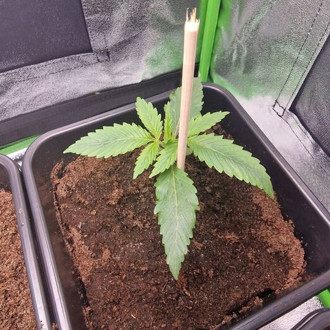 Royal Cookies Automatic growlog timeline photo
