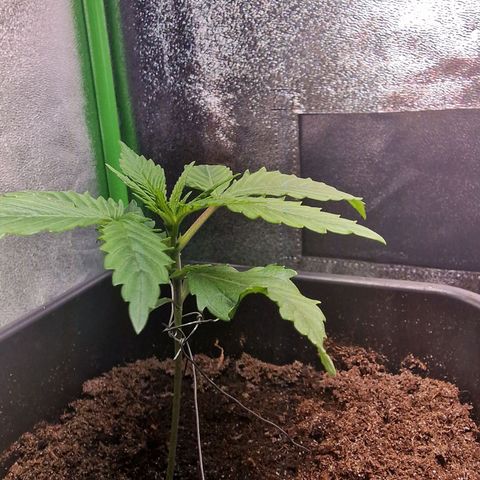 Royal Cookies Automatic growlog timeline photo