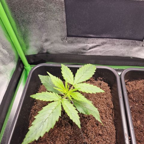 Royal Cookies Automatic growlog timeline photo