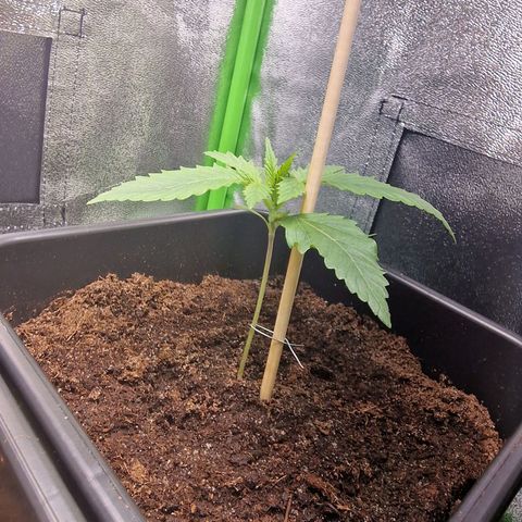Royal Cookies Automatic growlog timeline photo