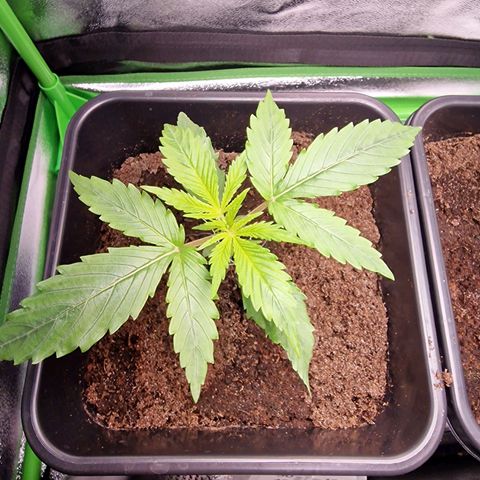 Royal Cookies Automatic growlog timeline photo
