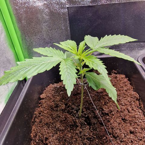 Royal Cookies Automatic growlog timeline photo