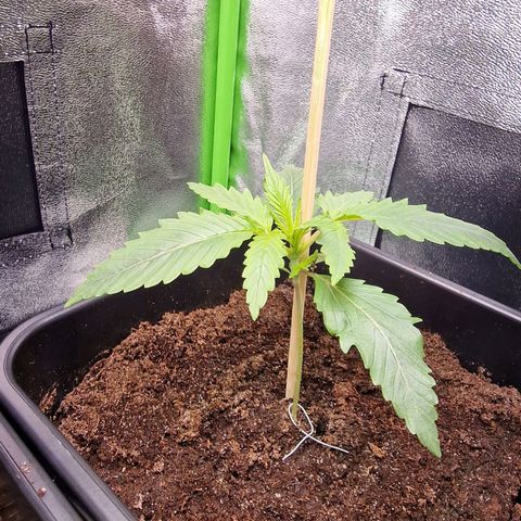 Royal Cookies Automatic growlog timeline photo