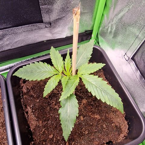 Royal Cookies Automatic growlog timeline photo