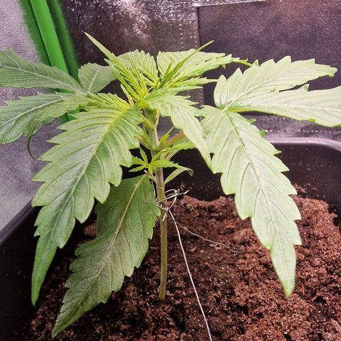 Royal Cookies Automatic growlog timeline photo