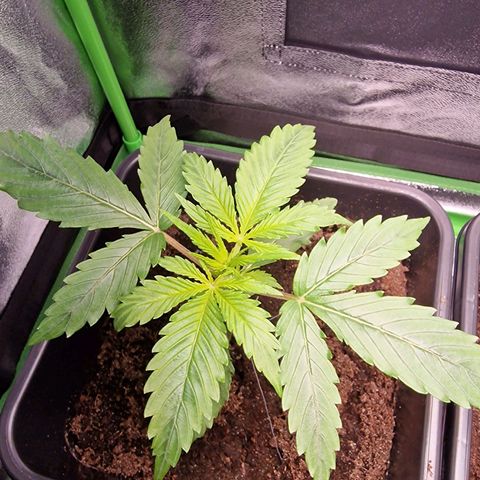 Royal Cookies Automatic growlog timeline photo