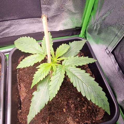 Royal Cookies Automatic growlog timeline photo