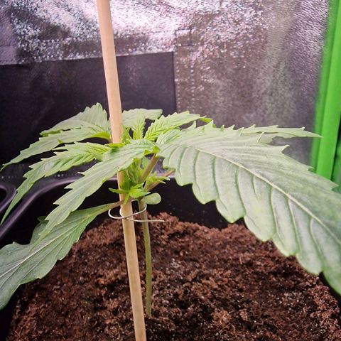 Royal Cookies Automatic growlog timeline photo