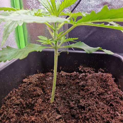 Royal Cookies Automatic growlog timeline photo