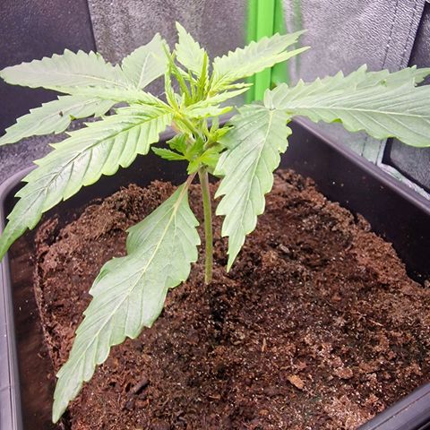 Royal Cookies Automatic growlog timeline photo