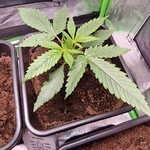 Royal Cookies Automatic growlog timeline photo
