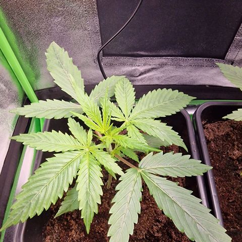Royal Cookies Automatic growlog timeline photo