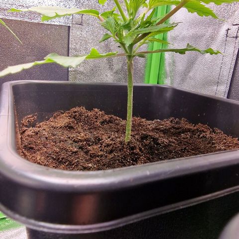 Royal Cookies Automatic growlog timeline photo