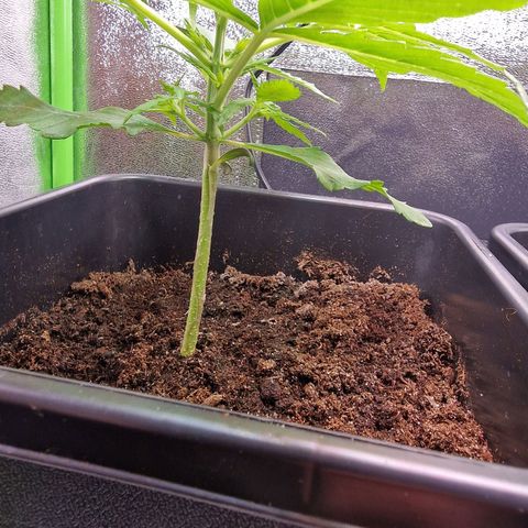Royal Cookies Automatic growlog timeline photo