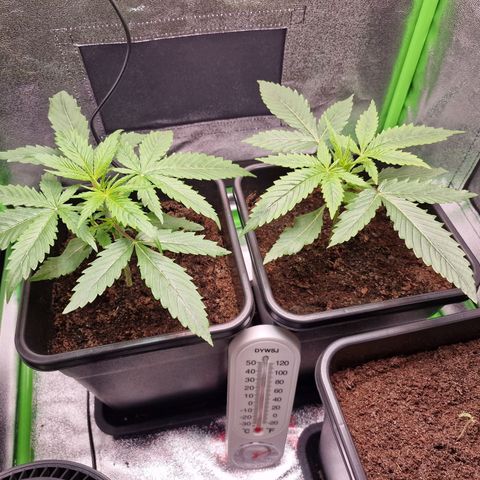 Royal Cookies Automatic growlog timeline photo