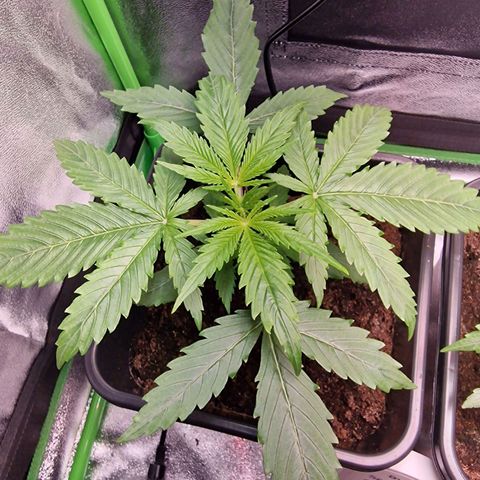 Royal Cookies Automatic growlog timeline photo