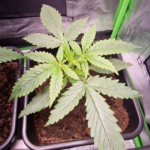 Royal Cookies Automatic growlog timeline photo