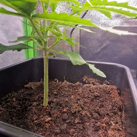 Royal Cookies Automatic growlog timeline photo