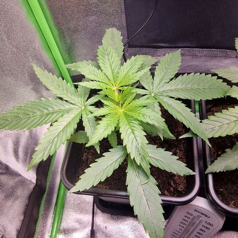 Royal Cookies Automatic growlog timeline photo