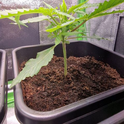 Royal Cookies Automatic growlog timeline photo